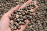 Indian Moringa Seeds